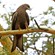 9. Ngorongoro Crater  Roger Zimmerman  1-13