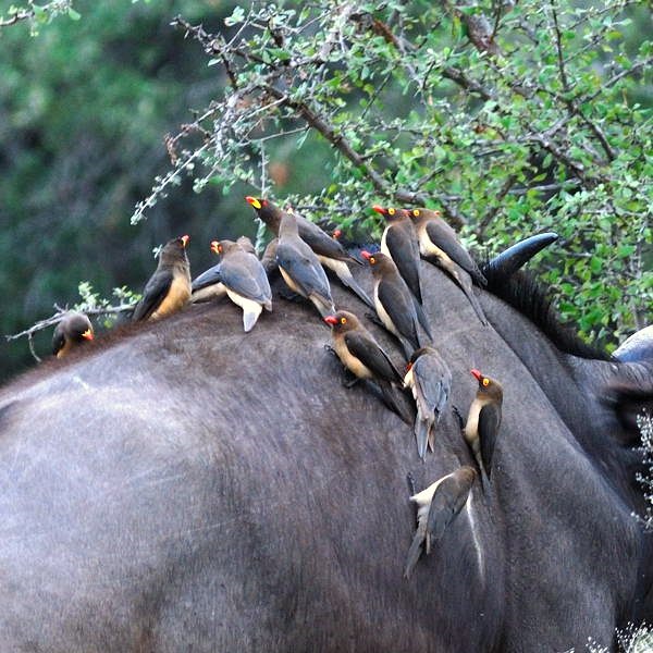 10. Kruger NP (So. Africa) 4-11