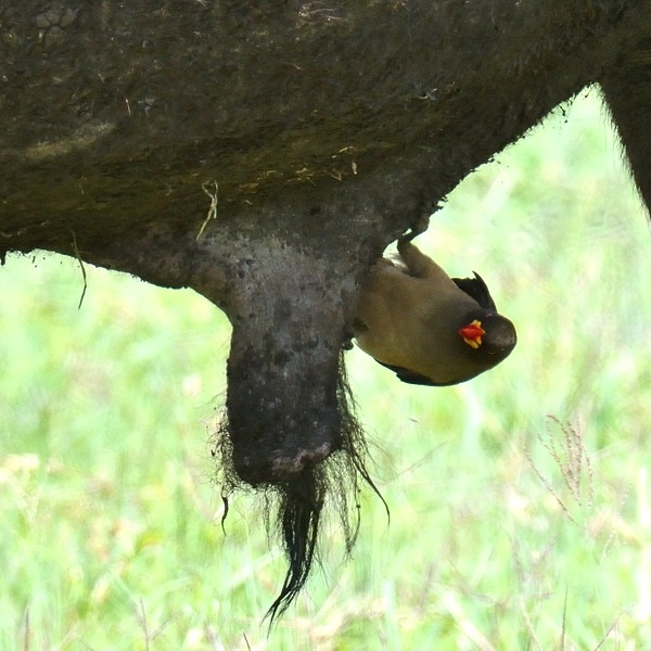 12. Ngorongoro Crater  1-18