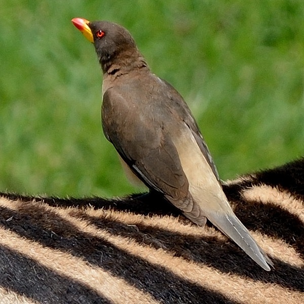 14. Ngorongoro Crater  3-18