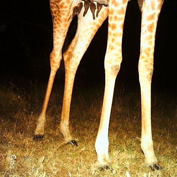 3. Night Roost Snapshot   Serengeti  10-11