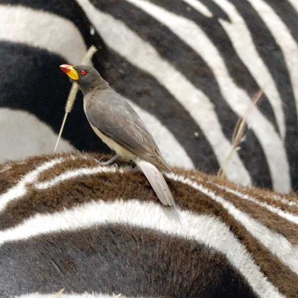 5. Serengeti  1-09