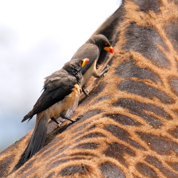 6. Serengeti  1-09