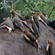 11. Kruger NP (So. Africa) 4-11