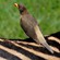14. Ngorongoro Crater  3-18