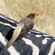 9. Ngorongoro  Joseph Morlan  7-13