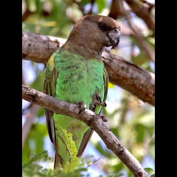 1. Immature  Serengeti  Mike Graham  7-10