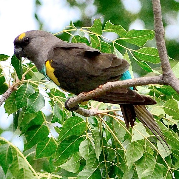 10. Hwange NP (Zimbabwe)  4-16
