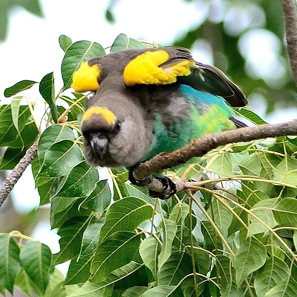 11. Hwange NP (Zimbabwe)  4-16