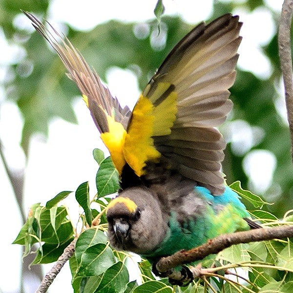12. Hwange NP (Zimbabwe)  4-16