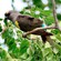 10. Hwange NP (Zimbabwe)  4-16