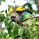 11. Hwange NP (Zimbabwe)  4-16