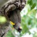 9. Hwange NP (Zimbabwe)  4-16