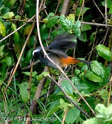 Olive-flanked Robin-Chat - Cossypha anomala - Birds of the World