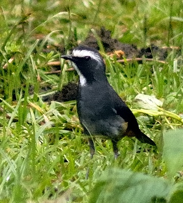 Olive-flanked Robin-Chat - Cossypha anomala - Birds of the World