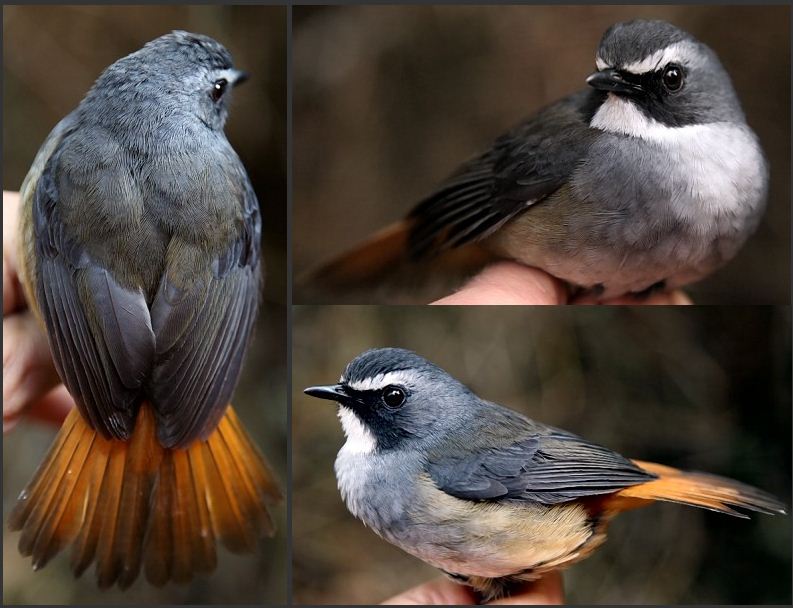 Olive-flanked Robin-Chat - Cossypha anomala - Birds of the World