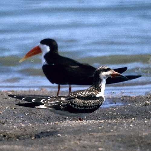 1. Juvenile Selous  6-02