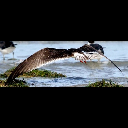 12. Ushongo  Paul Oliver  3-12