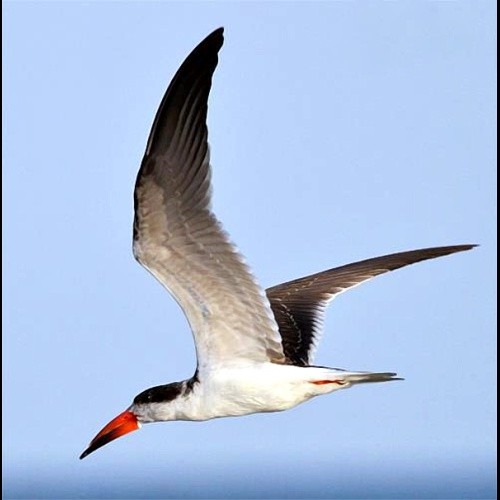 13. Ushongo  Paul Oliver  3-12