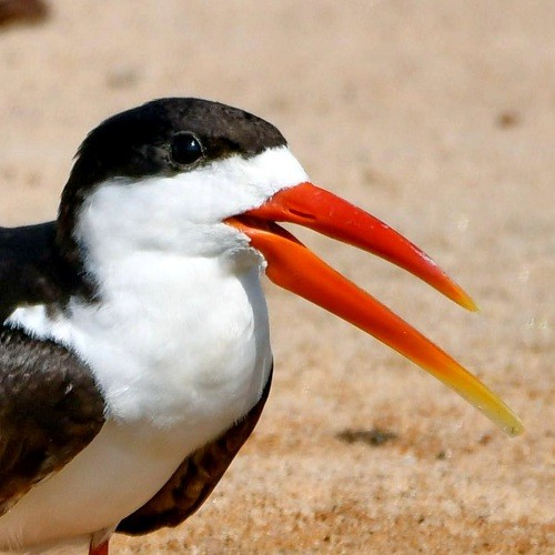 15. Kilombero River  Friedemann Vetter  7-18