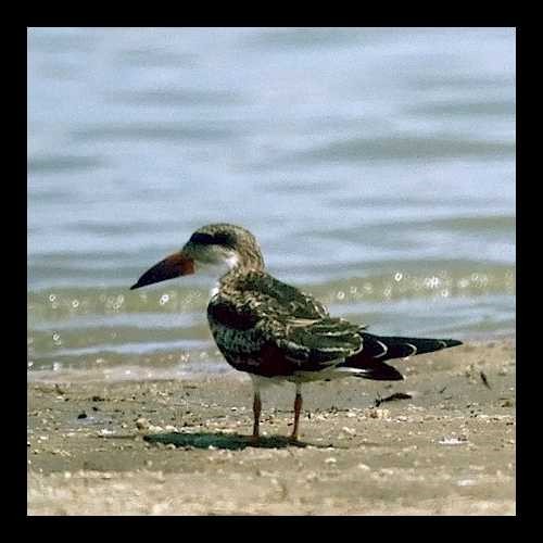 2. Juvenile  Selous  6-02