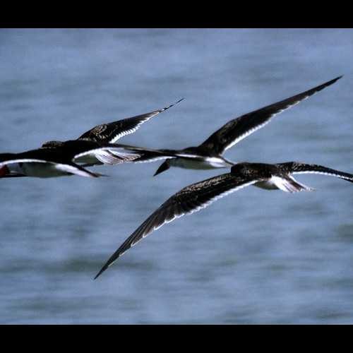 5. Juveniles Selous  6-02