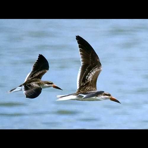 6. Juveniles  Selous  6-02