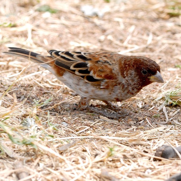 3. Immature  Seronera  7-12