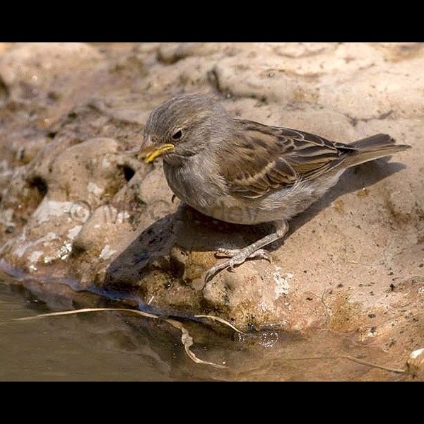 4. Juvenile  Martin Goodey