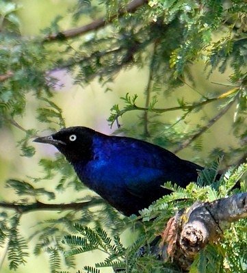 Rüppell's Starling