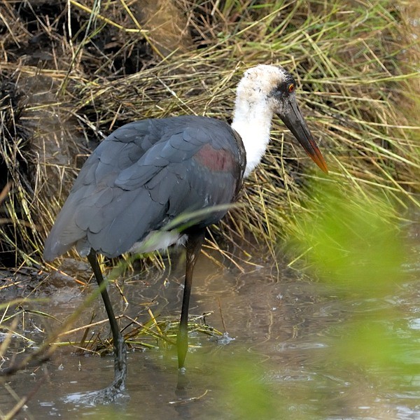 10. Nyamalumbwa  7-12