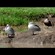 12. Cape-and-hottentot  Ngorongoro Crater  1-16