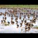 3. Lake Manyara  4-06