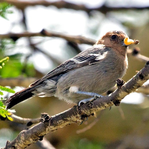7. Arusha NP  Linda Bushman  11-16