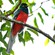 1. Male near Musasa  Florence Holmen  7-16