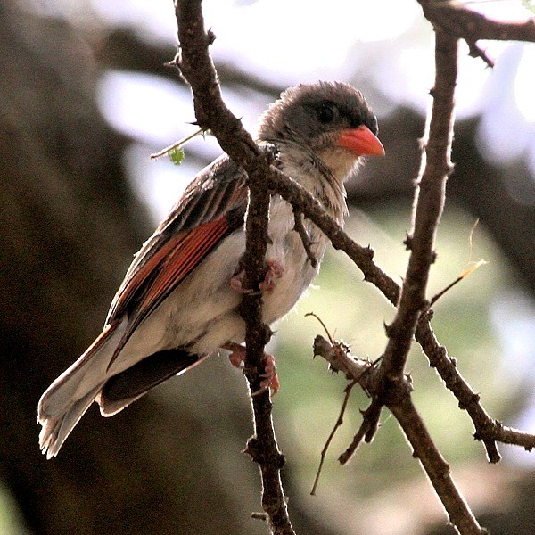 18. Serengeti  Linda Bushman  11-16