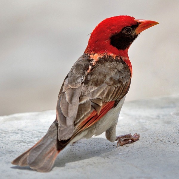 19. Serengeti  Linda Bushman  11-16