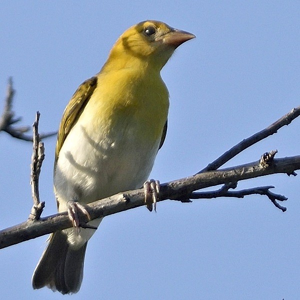 5. Juvenile  Mikumi  Per Holmen  1-16