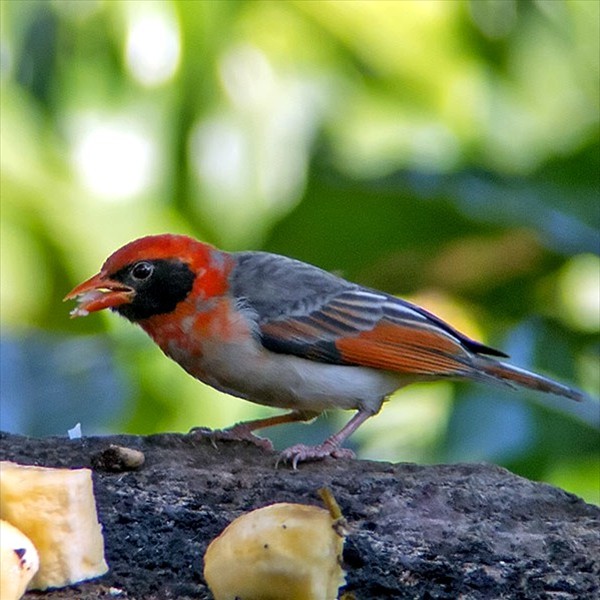 7. Gibb's Farm  Joseph Morlan 7-13