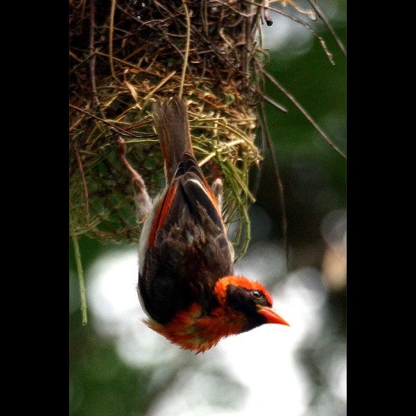 8. Mbeya  Paul Oliver  2-11