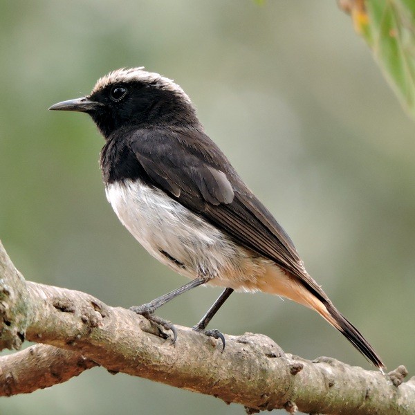 3. Male  Ekenywa Village (Arusha)  Hanna Nyman  9-14