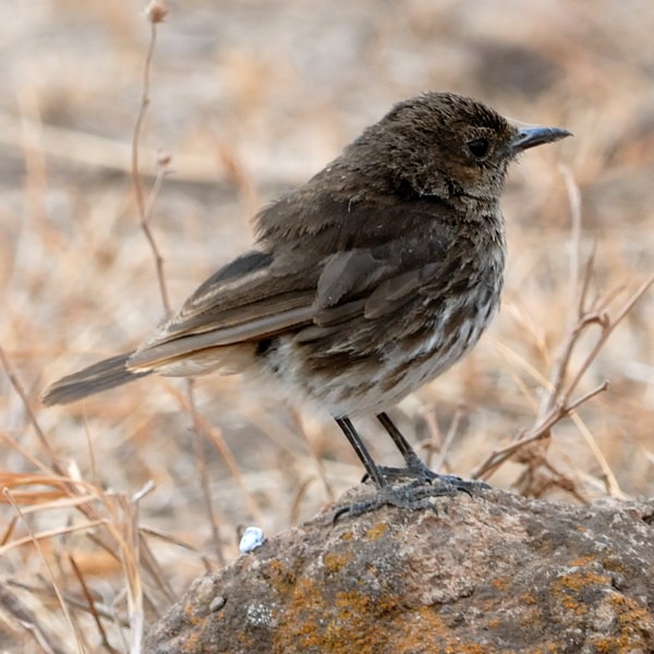 4. Juvenile  Ngorongoro Crater  10-10