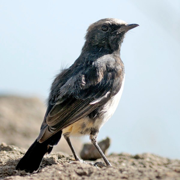 8. Ngorongoro Crater  1-11