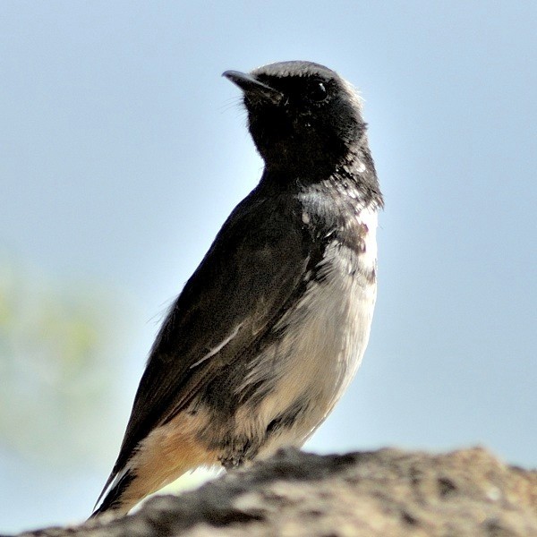 9. Ngorongoro Crater  1-11