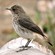 2. Female  Ekenywa Village (Arusha)  Hanna Nyman  9-14