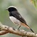 3. Male  Ekenywa Village (Arusha)  Hanna Nyman  9-14