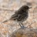 4. Juvenile  Ngorongoro Crater  10-10