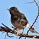5. Immature  Ngorongoro Crater  Claude Melde  11-15