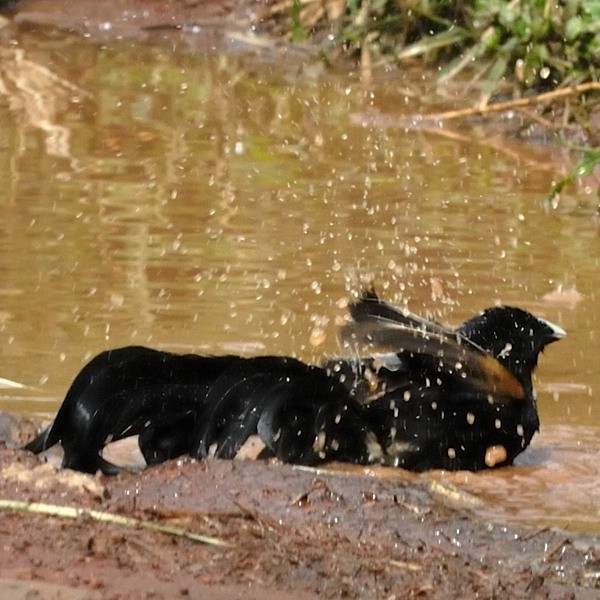 5. Ngorongoro Crater  3-09