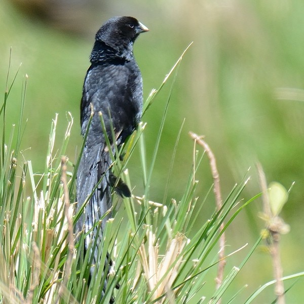7. Ngorongoro CA  1-17